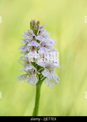 Heath a repéré Orchid alias Dactylorhiza maculata. Banque D'Images