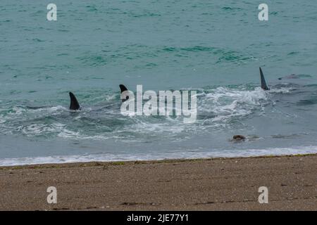 Des baleines mortelles chassant des otaries dans la péninsule de Valdes, Patagonie, Argentine. Banque D'Images