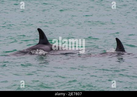 Des baleines mortelles chassant des otaries dans la péninsule de Valdes, Patagonie, Argentine. Banque D'Images