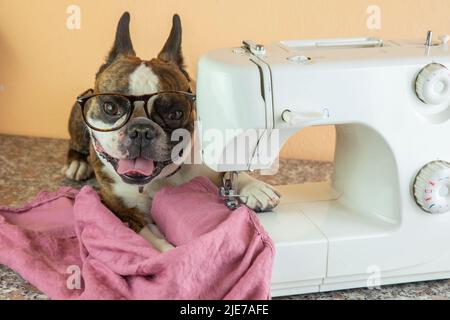 Drôle de terrier de Boston coudre des vêtements sur une machine à coudre Banque D'Images