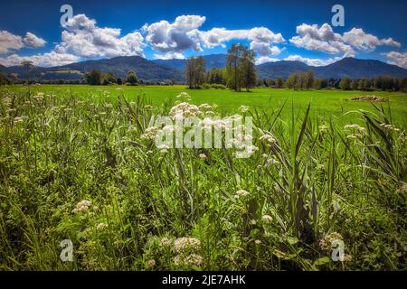 DE - BAVIÈRE: Vue panoramique avec Hotweed en premier plan à Loisach Moor près de Bichl, haute-Bavière (Oberbayern), Allemagne Banque D'Images