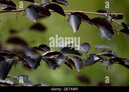 branche de Prunus cerasifera (prune noire ou 'Pissardii Nigra') avec des feuilles pourpres. Mise au point sélective Banque D'Images