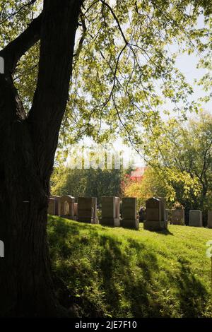 Silhoueté tronc d'arbre et pierres tombales dans le cimetière notre-Dame-des-Neiges sur le Mont-Royal à l'automne, Montréal, Québec, Canada. Banque D'Images