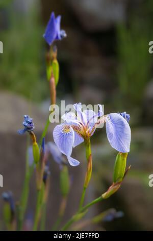 Iris sauvage d'Alaska en fleur Banque D'Images