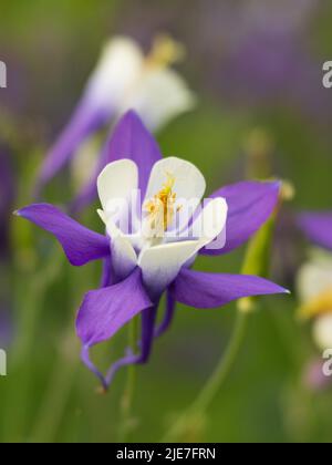 Une fleur de Columbine en Alaska Banque D'Images