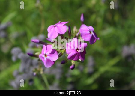 Le phlox de Marsh fleurit à Miami Woods à Morton Grove, Illinois Banque D'Images