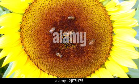 Tournesol gros plan avec les abeilles champ été soleil vacances nature concept belle image photo fond modèle Banque D'Images