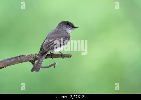 Phoebe de l'est ( Sayornis phoebe) Banque D'Images