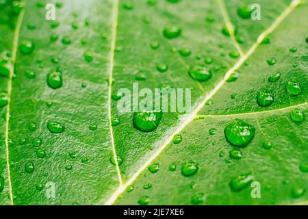 De nombreuses belles gouttes d'eau de rosée sous la pluie transparente sur la feuille fraîche. Résumé macro photo réelle joli fond d'écran. Les lignes de la nature art veine extrêmement proche Banque D'Images