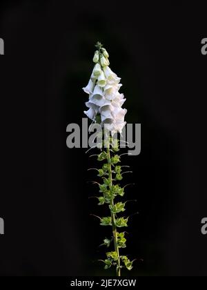 Pointe de fleur blanche Foxglove (Digitalis purpurea) sur fond sombre avec têtes de graines en développement Banque D'Images