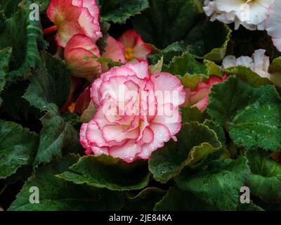 Elatior begonias fleurs roses. Plante à fleurs de begonia hybride elatior, Begoniaceae. Un hybride begonia avec des fleurs spectaculaires doubles. Banque D'Images