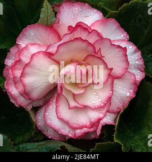 Grand double fleurs begonia gros plan. Plante à fleurs de begonia hybride elatior, Begoniaceae. Begonia Double fleur rose. Banque D'Images