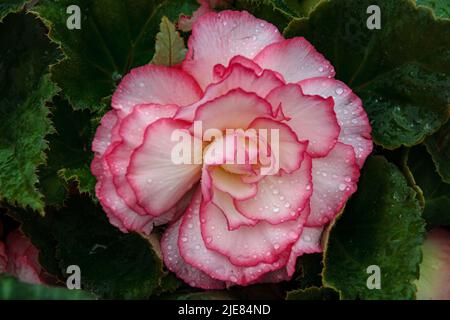 Elatior begonias fleurs roses. Plante à fleurs de begonia hybride elatior, Begoniaceae. Un hybride begonia avec des fleurs spectaculaires doubles. Banque D'Images