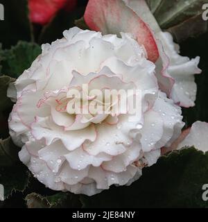 Grand double fleurs begonia gros plan. Plante à fleurs de begonia hybride elatior, Begoniaceae. Begonia Double fleur blanche. Banque D'Images