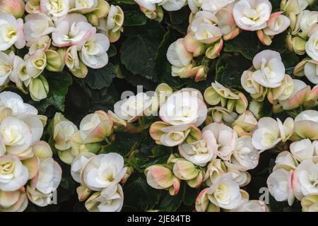 Begonia Double fleur blanche. Fleurs élatior begonias. Plante à fleurs de begonia hybride elatior, Begoniaceae. Banque D'Images