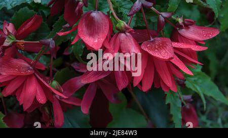 Gros plan sur les begonias rouges. Fleurs de la begonia. Image macro Banque D'Images