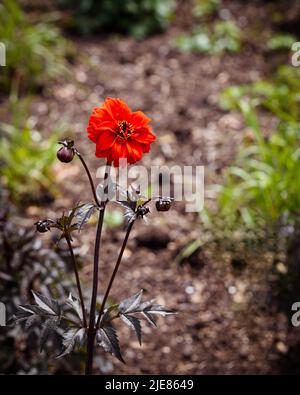 Dahlia Rouge évêque de Llandaff en isolement avec fond de bokeh Banque D'Images