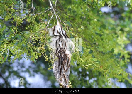 Petit Eggar (Eriogaster lanestris), chenilles à l'extérieur de leur cocon communal sur la branche d'un tilleul dans le parc. Banque D'Images