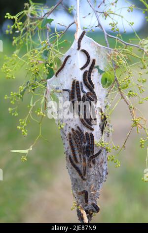 Petit Eggar (Eriogaster lanestris), chenilles à l'extérieur de leur cocon communal sur la branche d'un tilleul dans le parc. Banque D'Images