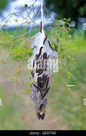 Petit Eggar (Eriogaster lanestris), chenilles à l'extérieur de leur cocon communal sur la branche d'un tilleul dans le parc. Banque D'Images