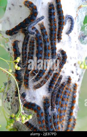 Petit Eggar (Eriogaster lanestris), chenilles à l'extérieur de leur cocon communal sur la branche d'un tilleul dans le parc. Banque D'Images