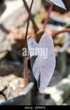 Colocasia Black Magic, Colocasia esculenta Schott ou Black Magic ou Araceae ou Black Elephant Ears Plant ou Elephant Ears Black Magic ou Black Leaf Banque D'Images