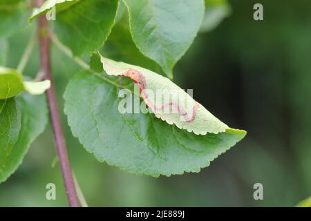 extracteur de feuilles. Recherche de nourriture sur une feuille de pommier dans le jardin. Banque D'Images