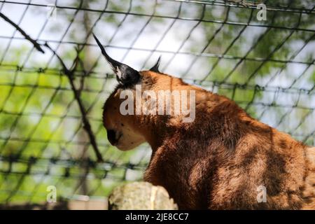 Caracal, dans la végétation d'herbe verte. Beau chat sauvage dans l'habitat de la nature. Animaux face à face marchant sur la route de gravier, Felis caracal. Scène de la faune fr Banque D'Images