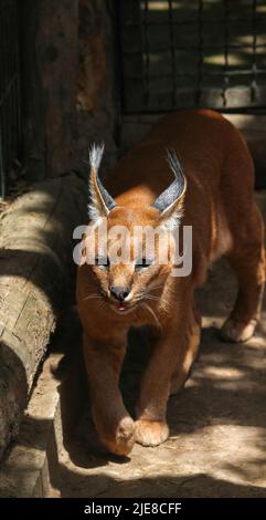 Caracal, dans la végétation d'herbe verte. Beau chat sauvage dans l'habitat de la nature. Animaux face à face marchant sur la route de gravier, Felis caracal. Scène de la faune fr Banque D'Images