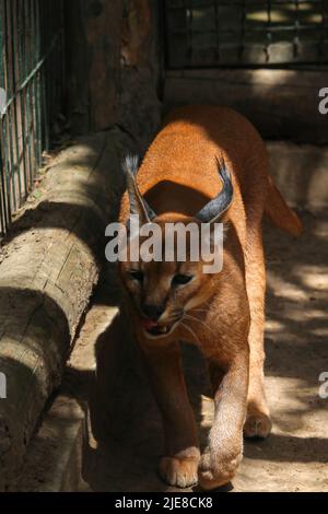 Caracal, dans la végétation d'herbe verte. Beau chat sauvage dans l'habitat de la nature. Animaux face à face marchant sur la route de gravier, Felis caracal. Scène de la faune fr Banque D'Images