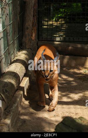 Caracal, dans la végétation d'herbe verte. Beau chat sauvage dans l'habitat de la nature. Animaux face à face marchant sur la route de gravier, Felis caracal. Scène de la faune fr Banque D'Images