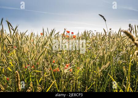 Culture biologique de blé avec des coquelicots et des pâquerettes au soleil d'été Banque D'Images