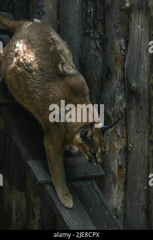 Caracal, dans la végétation d'herbe verte. Beau chat sauvage dans l'habitat de la nature. Animaux face à face marchant sur la route de gravier, Felis caracal. Scène de la faune fr Banque D'Images