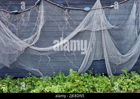 Filets de pêche anciens décoratifs dans l'ancien port de pêche du sud de la Finlande, près de Porvoo Banque D'Images