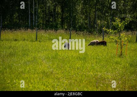 Troupeau de moutons paissant dans la prairie avec de l'herbe haute au coucher du soleil. Banque D'Images