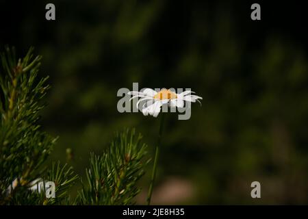 Pâquerettes dans la prairie au coucher du soleil. Fleurs d'été blanches dans le pâturage. Fleurs de la couronne de Solstice Banque D'Images