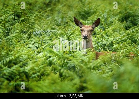 Un cerf rouge émerge du saumâtre par temps chaud à Bushy Park, à l'ouest de Londres. Date de la photo: Dimanche 26 juin 2022. Banque D'Images