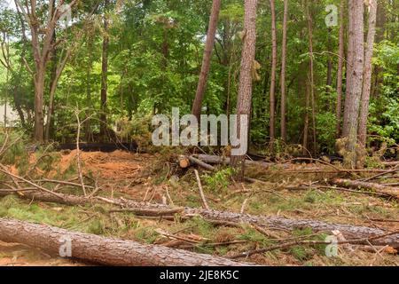 Nouveau développement défrichement sur la propriété forestière défrichement de la racine de gros arbre Banque D'Images