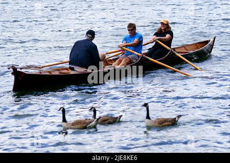 Un bateau à rames passe devant trois oies sur la Tamise à Kingston-upon-Thames par temps chaud dans Bushy Park, à l'ouest de Londres. Date de la photo: Dimanche 26 juin 2022. Banque D'Images