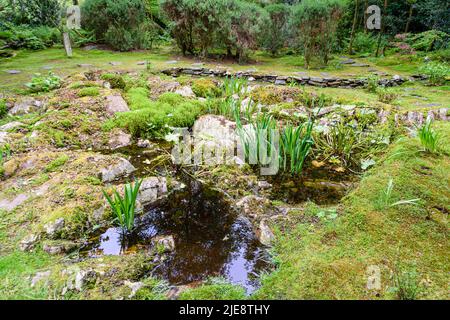 Étang dans un jardin couvert de mousse et rocailleux. Banque D'Images