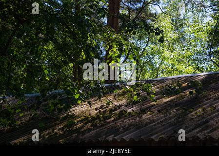 Toit en ardoise d'une maison surcultivée avec de la mousse verte. Au-dessus de elle pousse un arbre avec des feuilles vertes. Banque D'Images