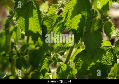 Ortie avec des feuilles vertes moelleuses. Ortie végétale en plein soleil. Banque D'Images