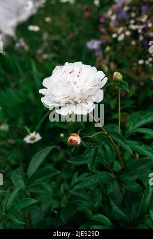 Pivoine blanche dans le jardin. Belle fleur blanche. Banque D'Images