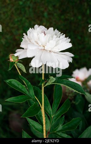 Pivoine blanche dans le jardin. Belle fleur blanche. Banque D'Images