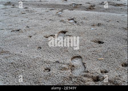 Traces sur le sable humide. Empreintes de pas et empreintes de pattes de chien dans une perspective éloignée. Une flèche avec un animal de compagnie le long de la côte. Mise au point sélective. Banque D'Images