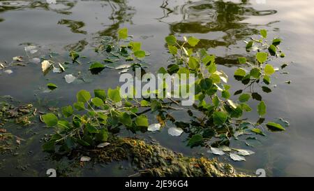 branches dans l'eau avec des feuilles de vert frais avec sur l'eau, détente avec concept d'eau. Banque D'Images