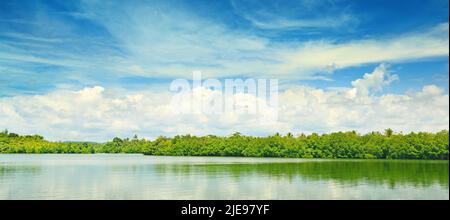 Mangroves équatoriales dans le lac Banque D'Images