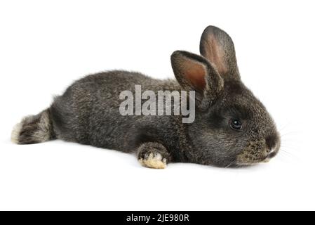 Petit lapin noir isolé sur fond blanc Banque D'Images