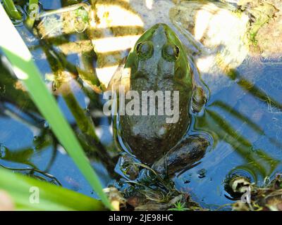 Une ouaouaron bien camouflée (Lithobates catesbeianus) dans les roseaux d'un étang de jardin à Ottawa, Ontario, Canada. Banque D'Images