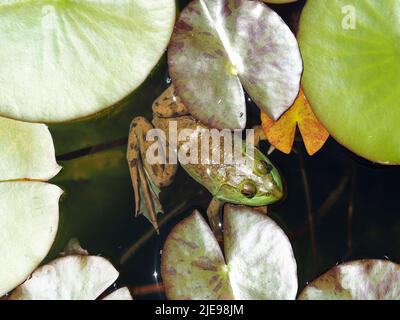 Une ouaouaron bien camouflée (Lithobates catesbeianus) dans les coussins de nénuphars d'un étang de jardin à Ottawa, Ontario, Canada. Banque D'Images